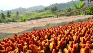 Rahasia Sukses Beternak Ayam Petelur di Indonesia